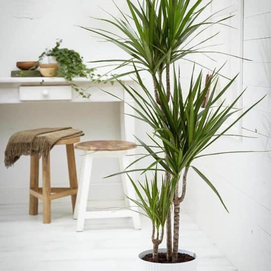 Madagascar Dragon Tree 