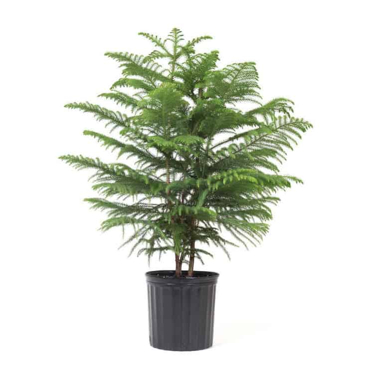 Norfolk Island Pine