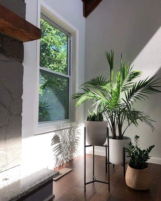 Majesty Palm