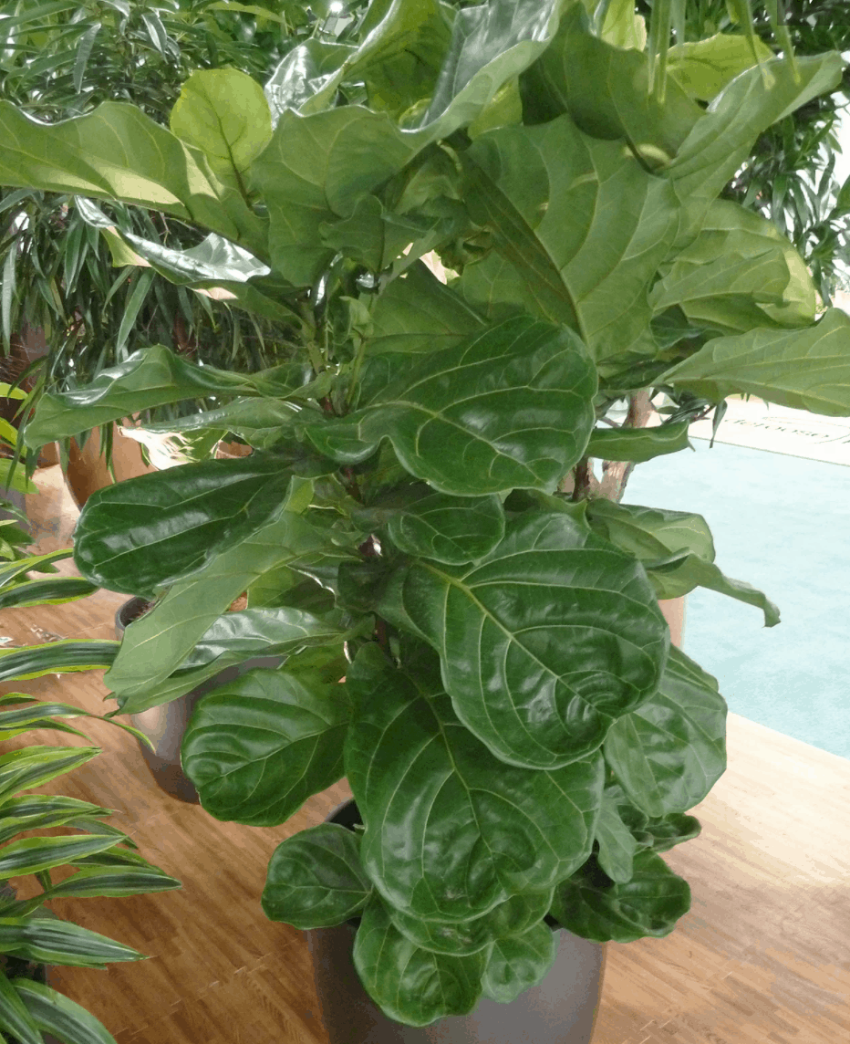 Fiddleleaf Fig