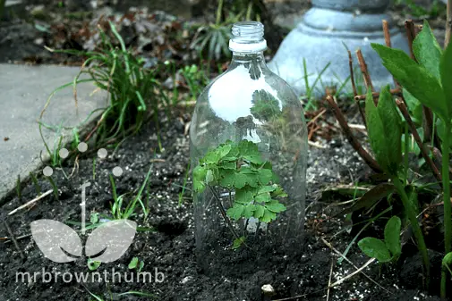 Perfect For Sprouting A Seed