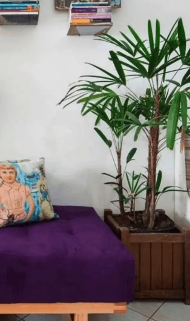 Rhapis Palm