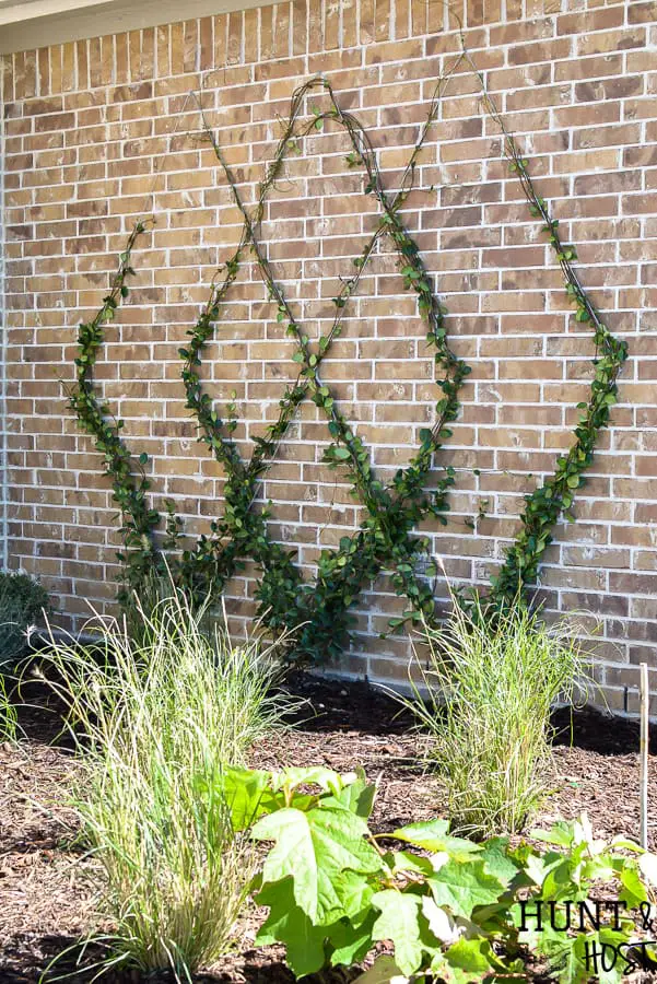 Diamond Wire Trellis