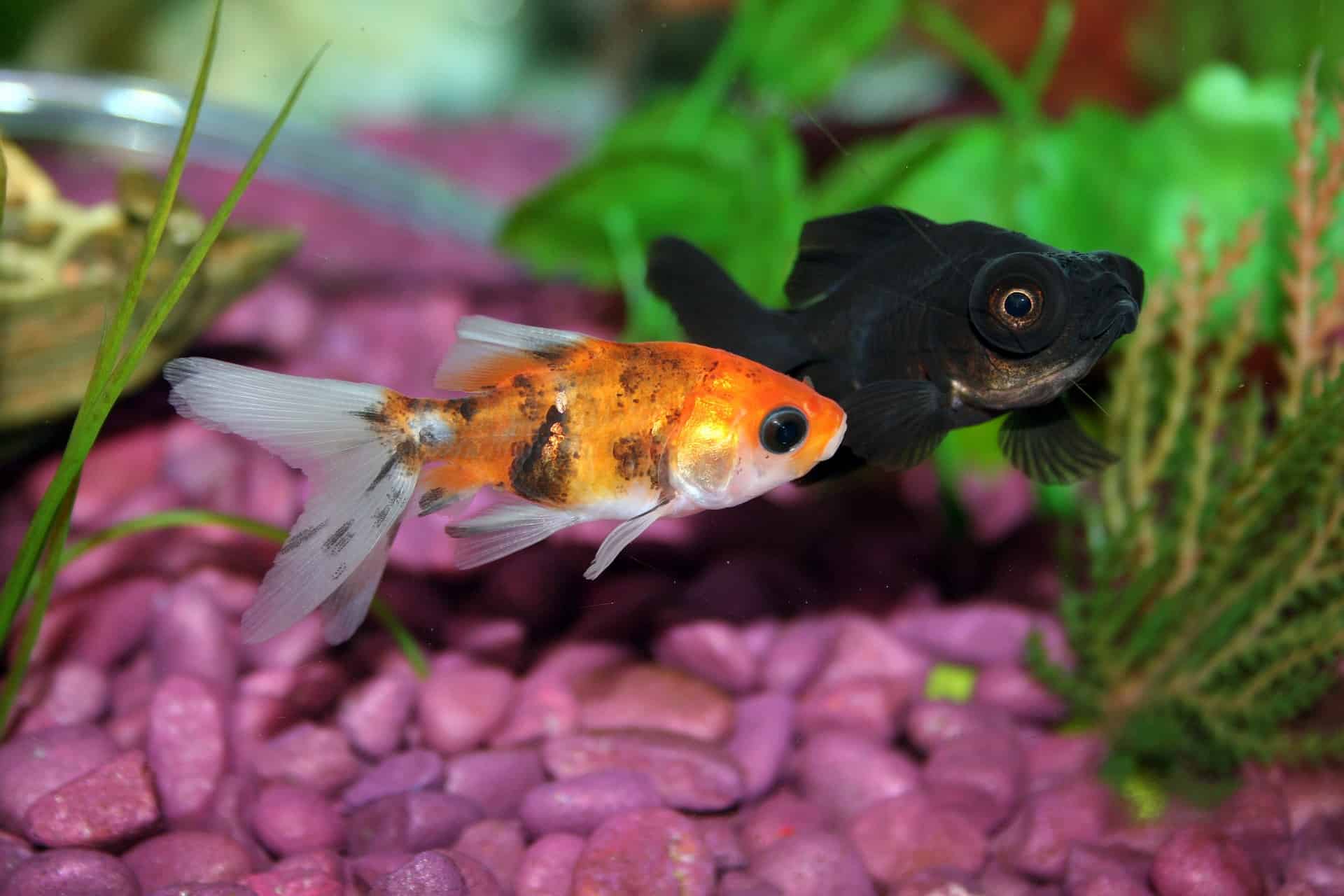 Get a Fish Tank with Screen Lid