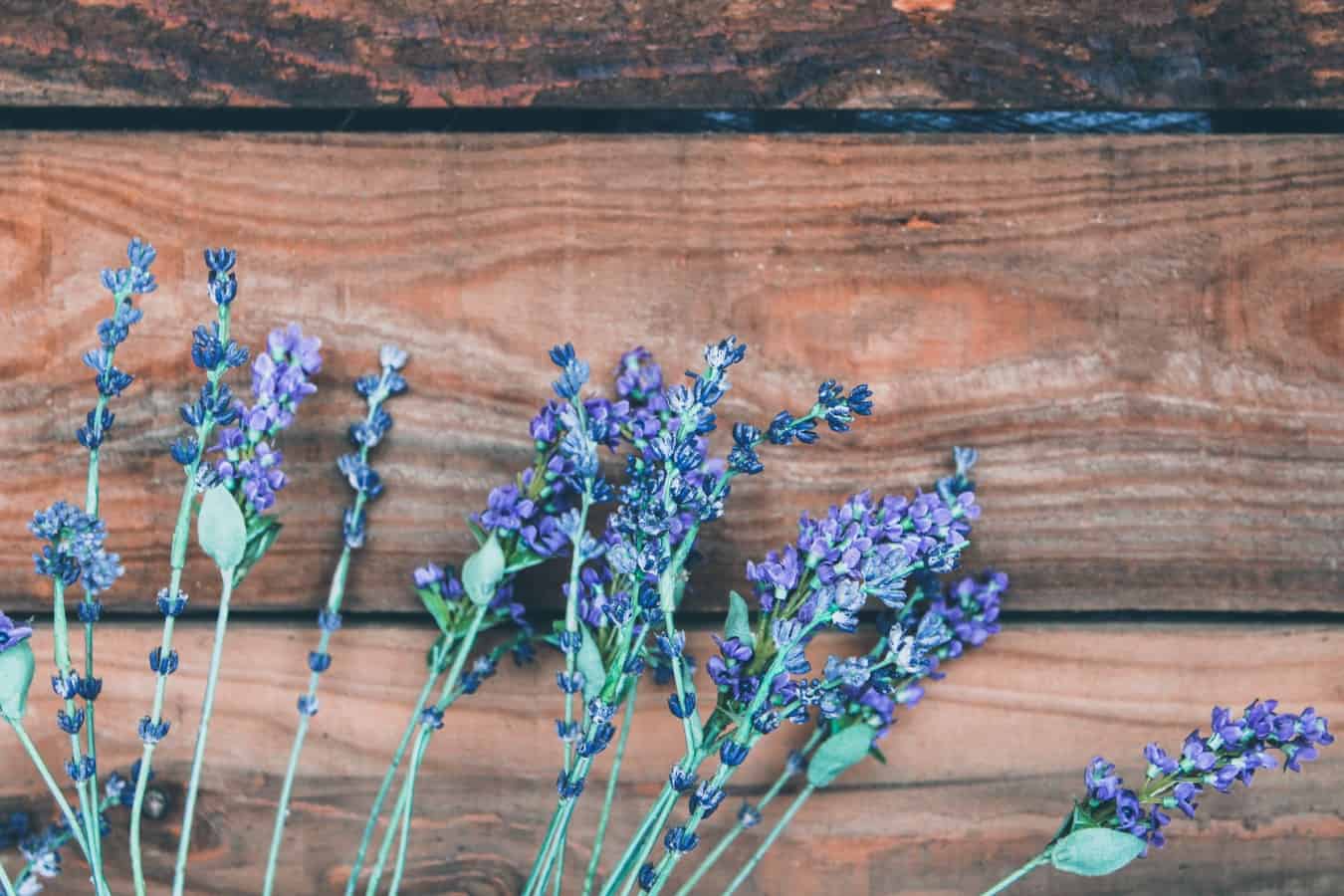 Lavender Plants