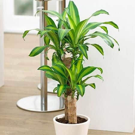 Corn Plant