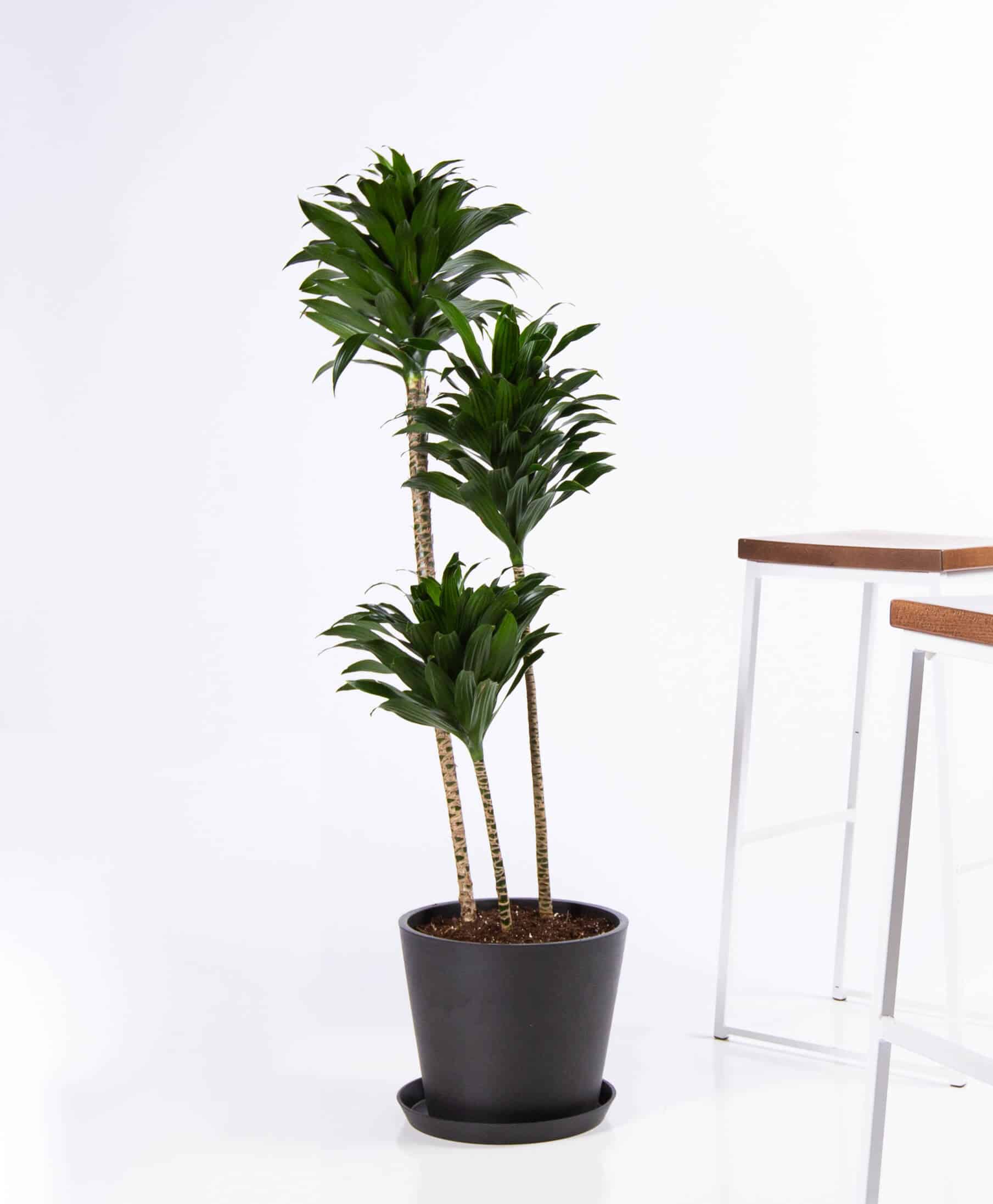 Janet Craig Dracena 