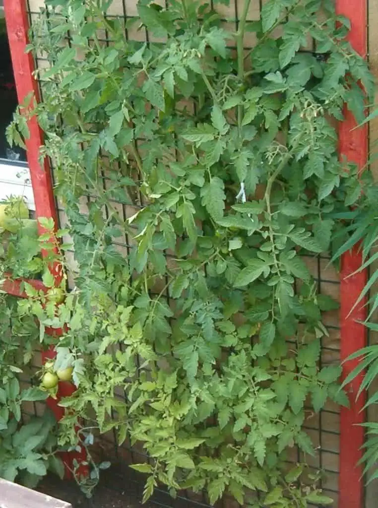 Cage Wall Vertical Garden