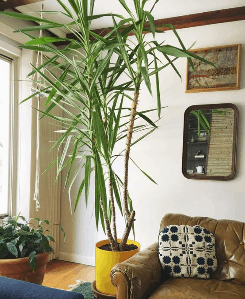 indoor tree low light