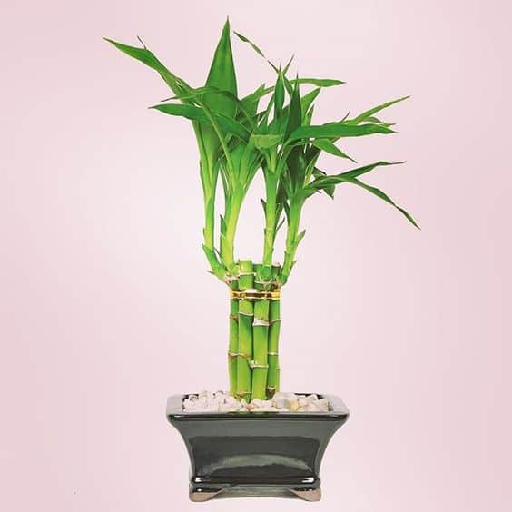 Lucky Bamboo