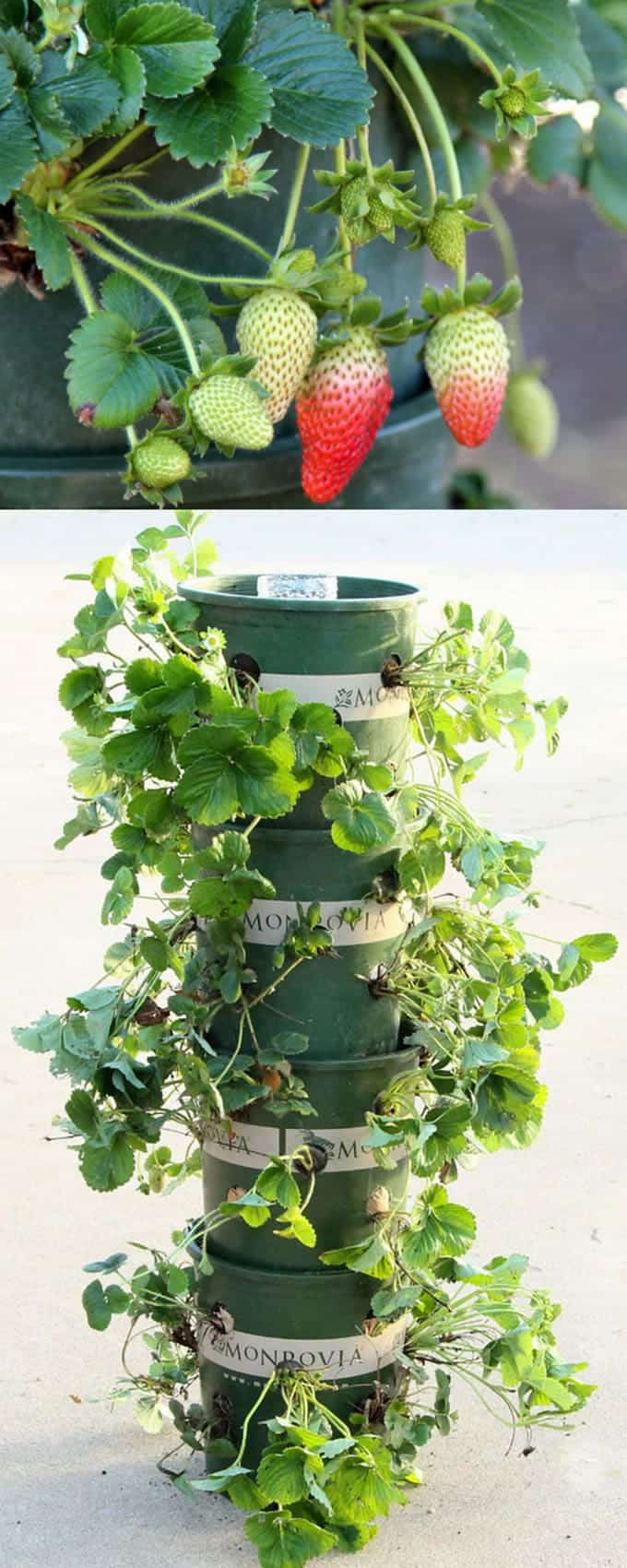 DIY Strawberry Tower