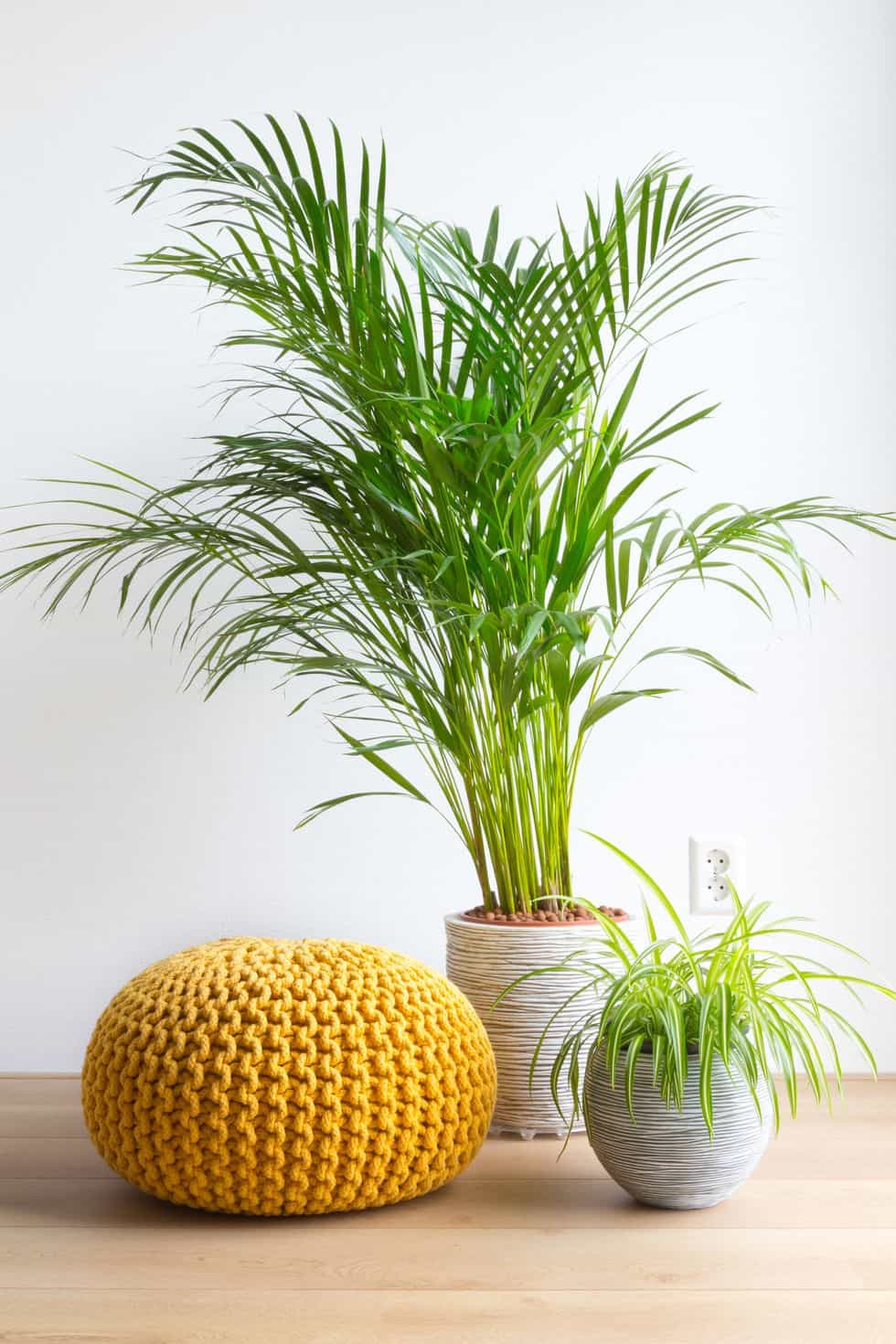 Parlor Palm