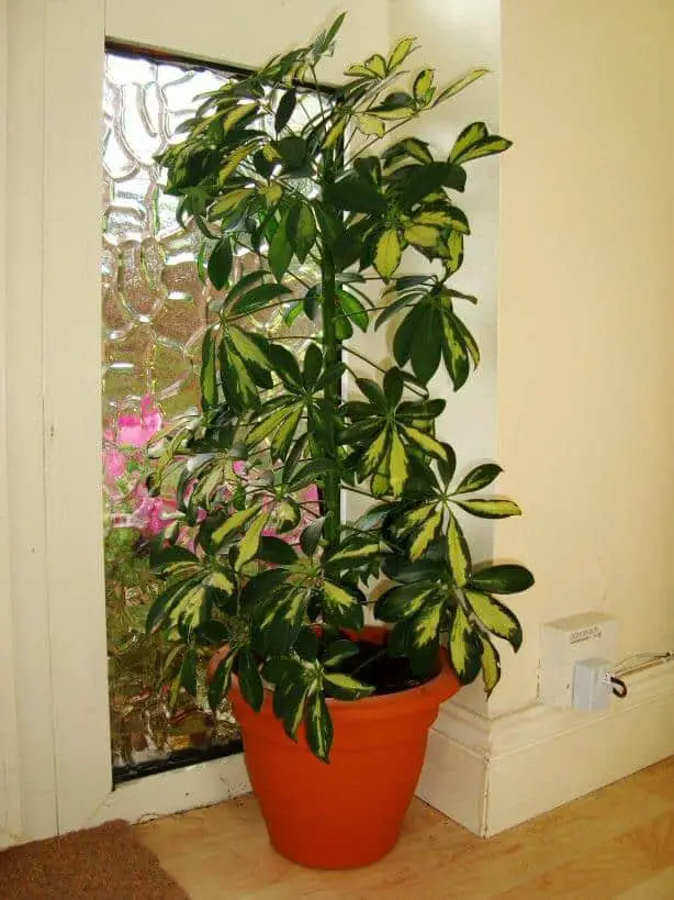 Umbrella Tree