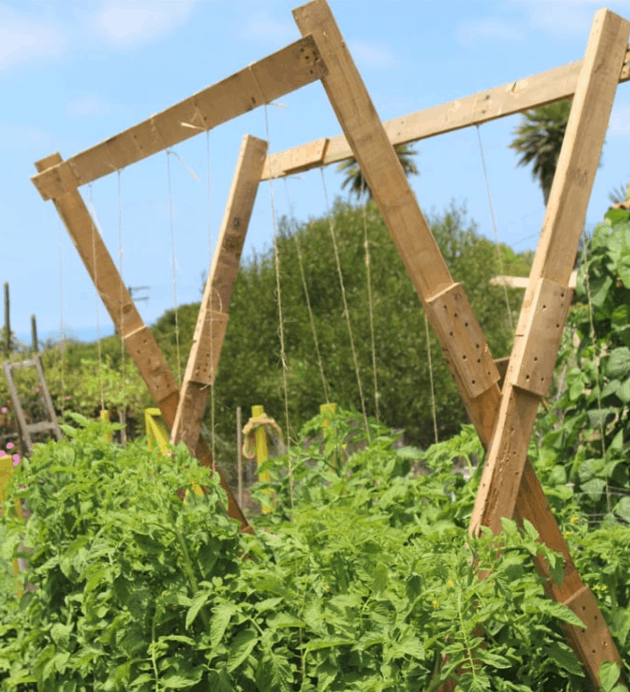 Tomato Trellis