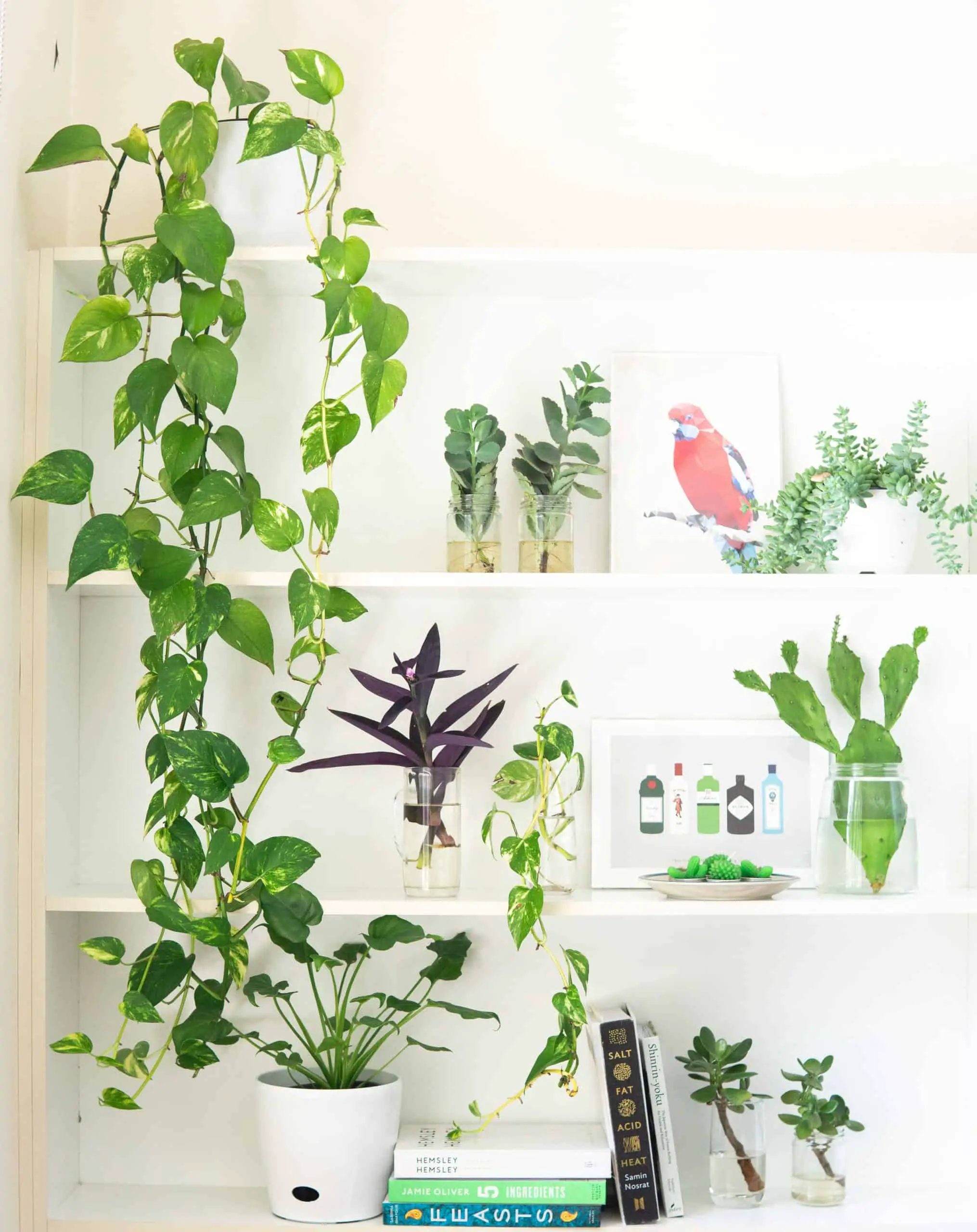 Add Indoor Plants