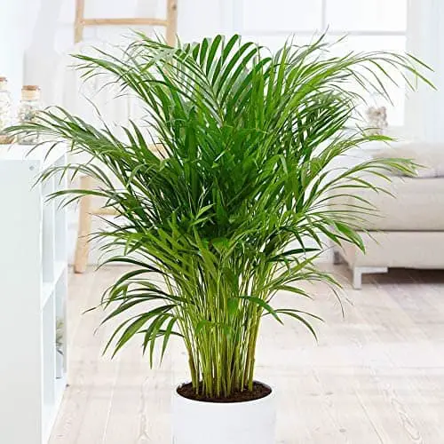 Areca Palm