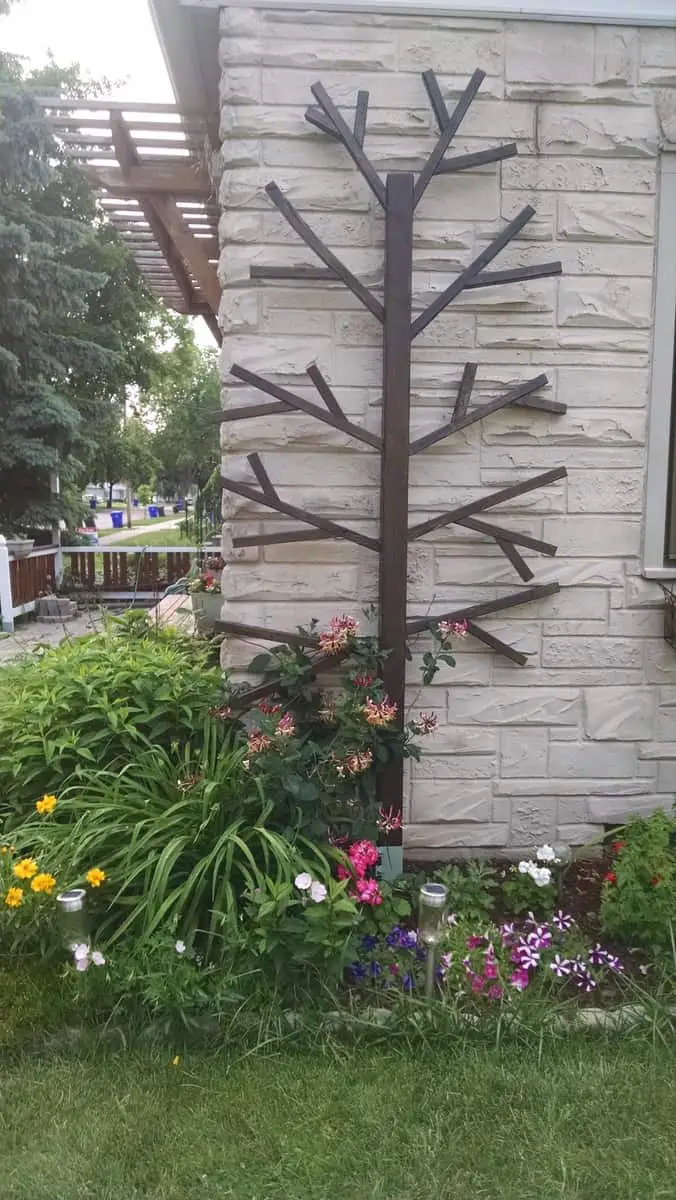 Tree Trellis