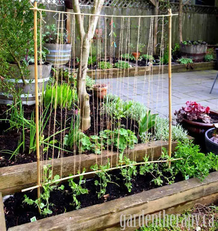 Kid-Friendly Pea Trellis