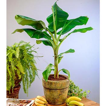 Dwarf Banana Tree
