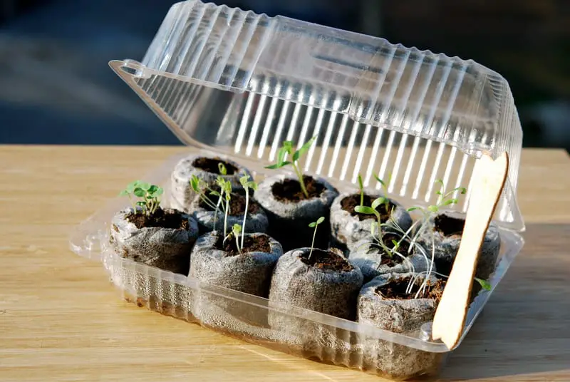 Teeny Greenhouse