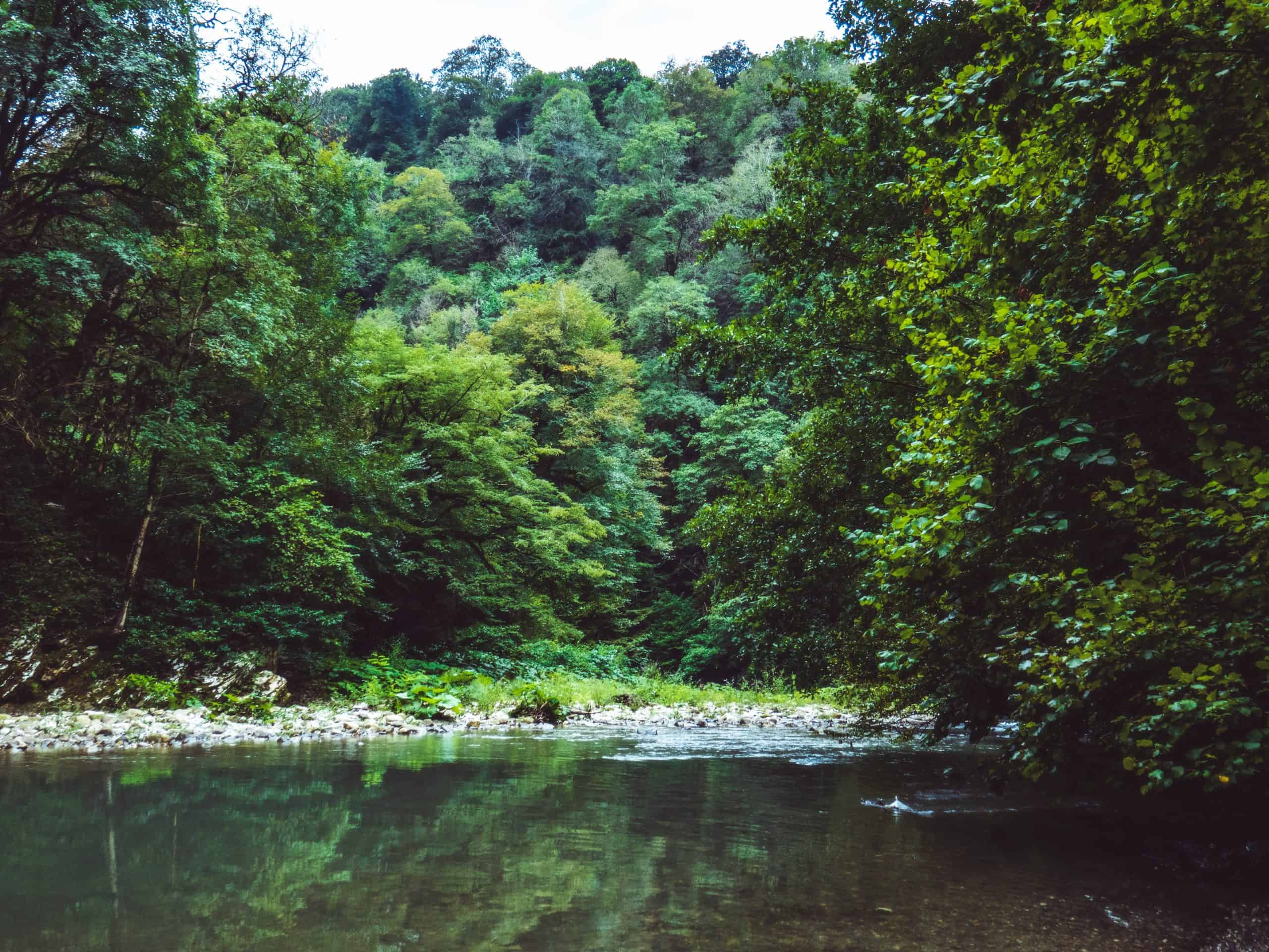 A Pond