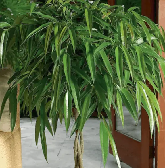 Alii Ficus