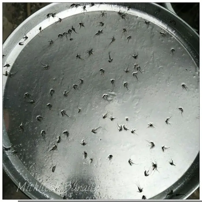 Super Easy Outdoor Mosquito Trap