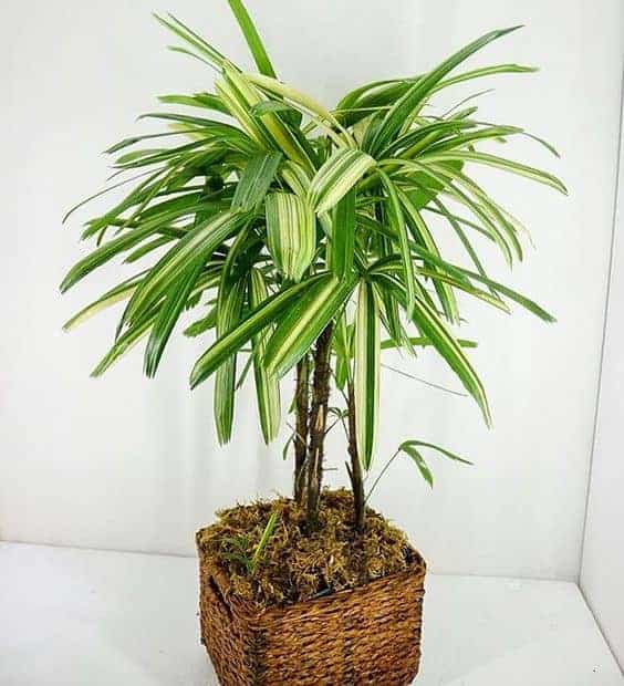 Lady Palm