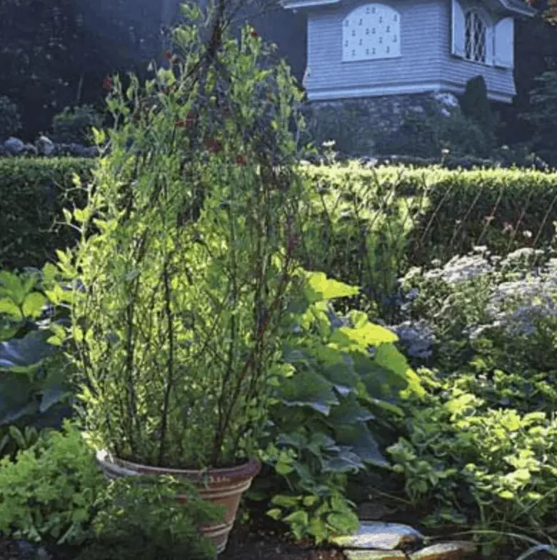 Potted Trellis