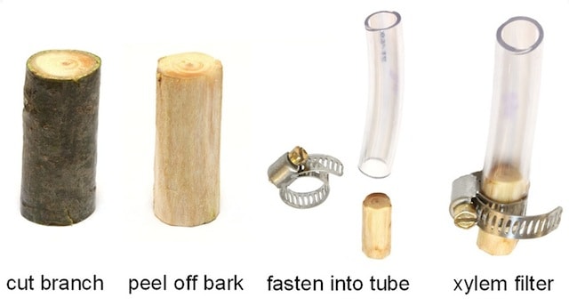 Tree Branch Water Filter