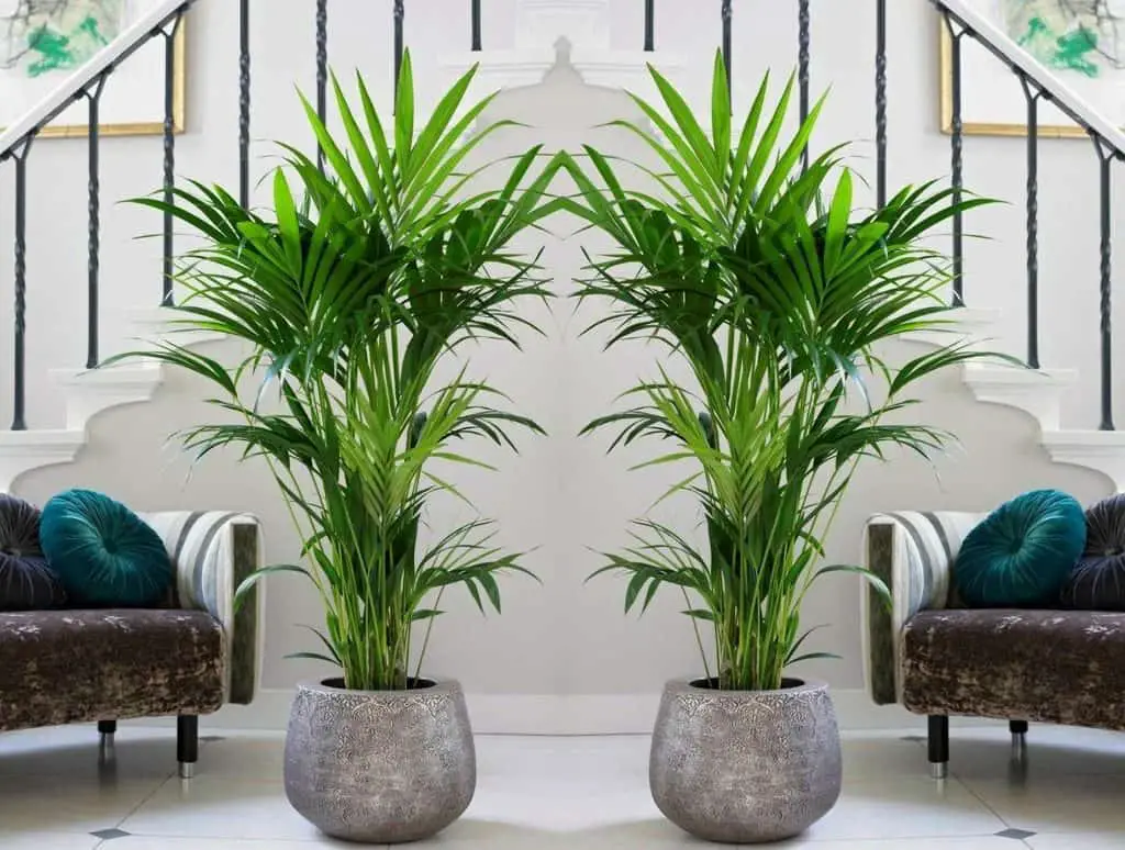 Kenita Palm