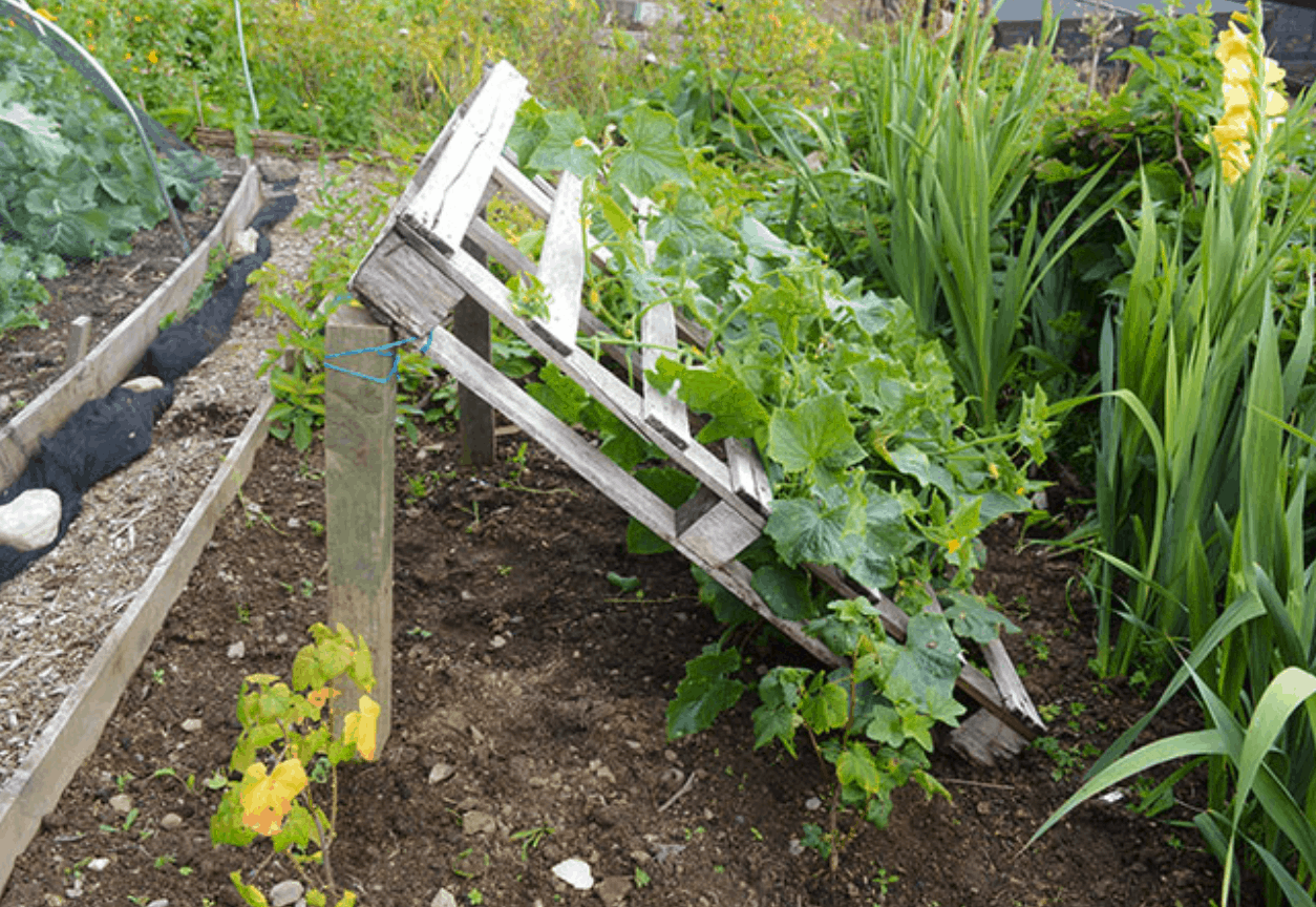 Pallet Trellis