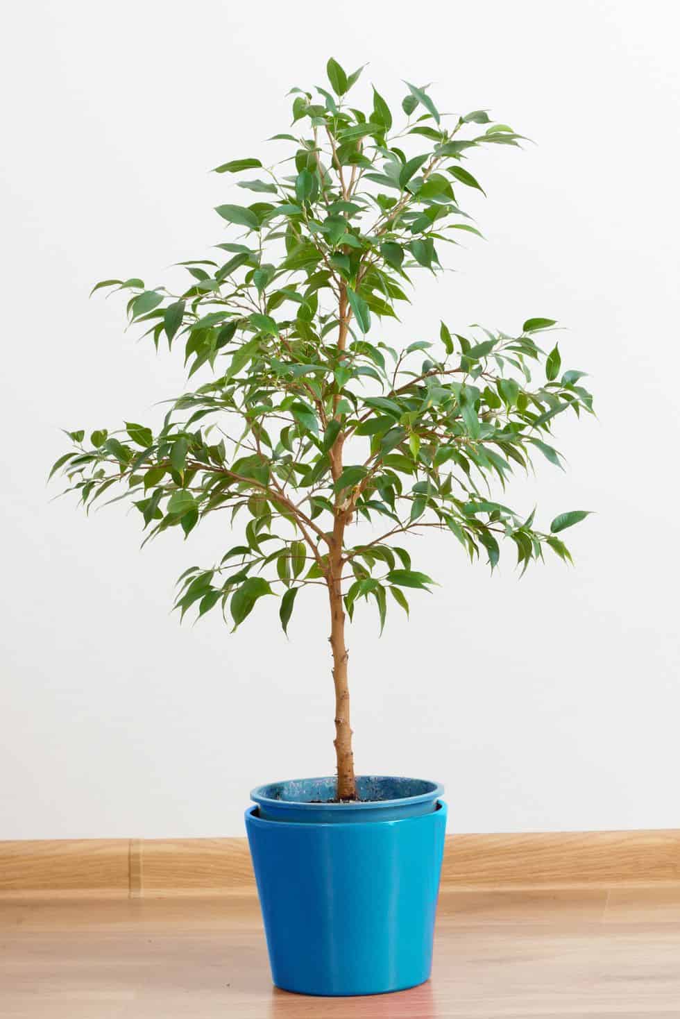 Weeping Fig
